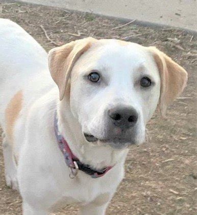 retrievr denver|adopt a labrador retriever denver.